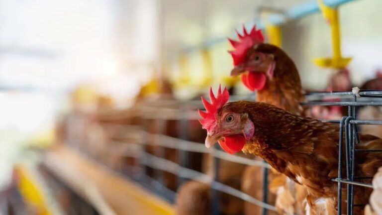Todo lo que necesitas saber sobre la gripe aviar