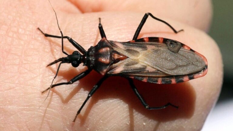 14 de abril: Día Mundial de la enfermedad de Chagas