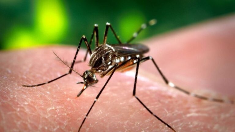 Salud brinda consejos para el manejo en casa de personas con síntomas del dengue