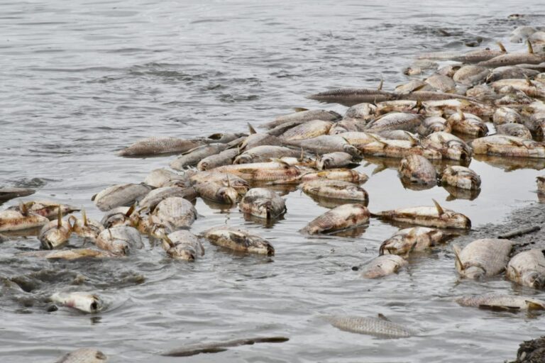 Fiscalía  de Estado y Defensoría del Pueblo iniciarán acciones penales por la mortandad masiva de peces en el embalse de Río Hondo