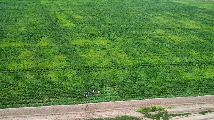 Campaña algodonera: realizan monitoreo de cultivos en zona de riego de Río Dulce