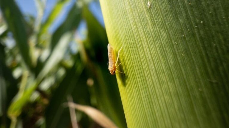 El Gobierno de la provincia solicita créditos especiales a Nación para productores de maíz ante el avance de una plaga fitosanitaria