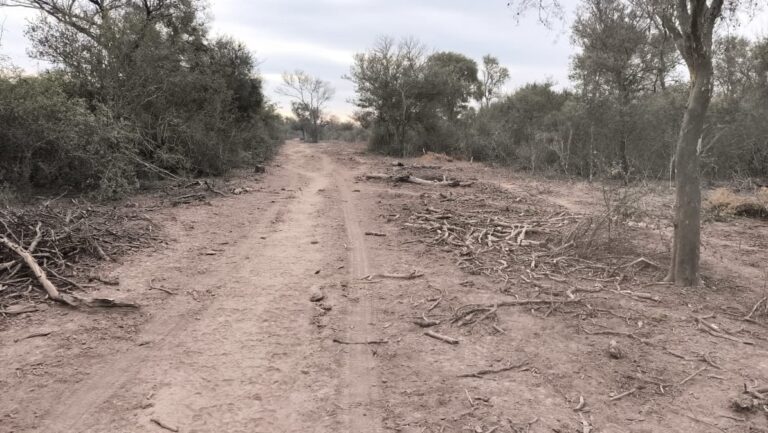 La Dirección de Bosques y Fauna detuvo un desmonte sin autorización en el departamento Alberdi