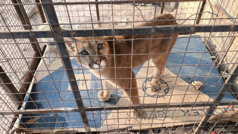 Guardafaunas rescataron a tres cachorros de puma que eran victimas del mascotismo