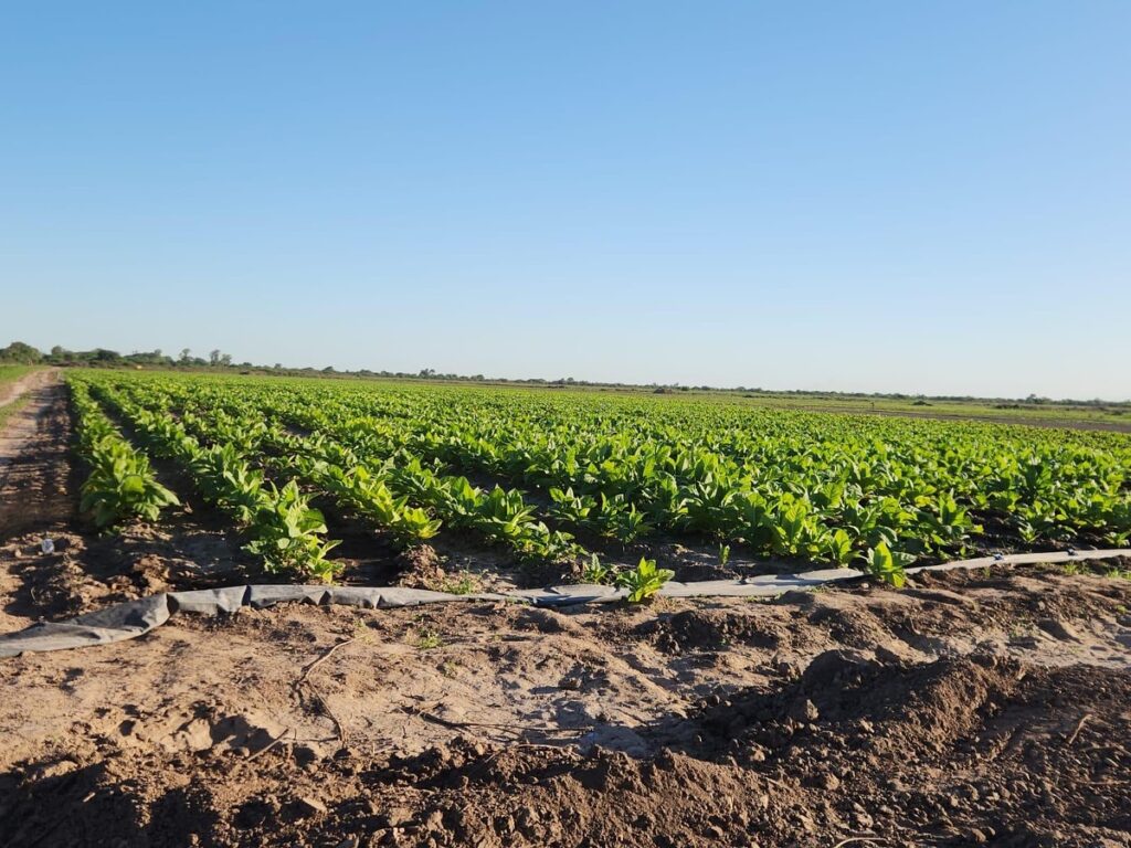 La producción tabacalera sigue creciendo en Santiago del Estero