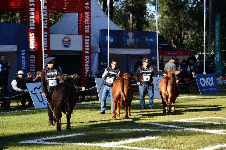 Con más de 400 animales y 80 cabañas  comenzó una nueva edición de ExpoBra 2026