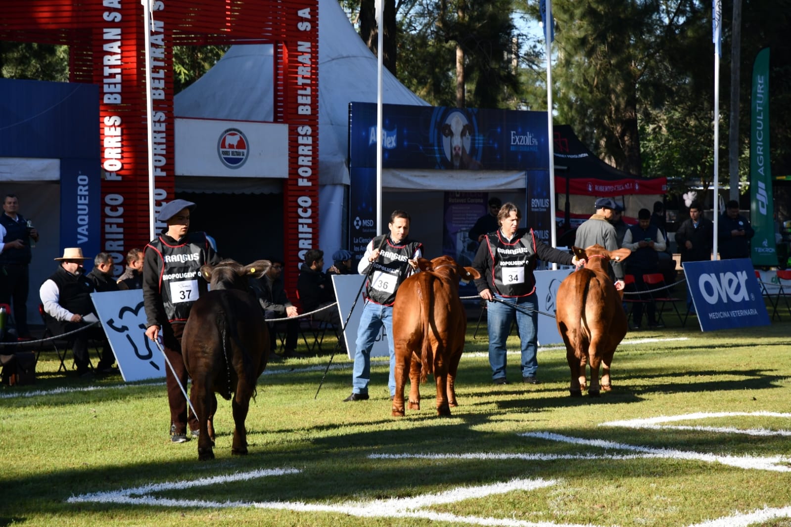 Con más de 400 animales y 80 cabañas  comenzó una nueva edición de ExpoBra 2026
